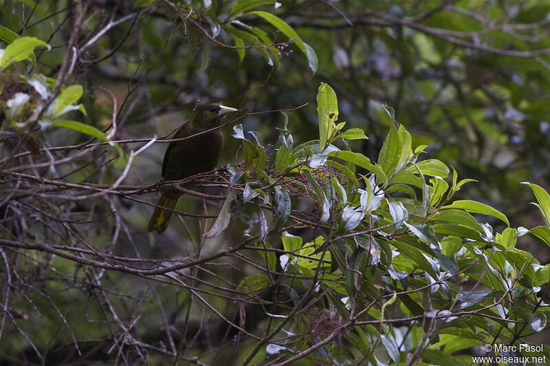 Cassique olivâtreadulte, identification