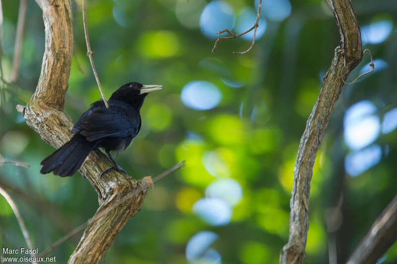 Solitary Caciqueadult, habitat, pigmentation