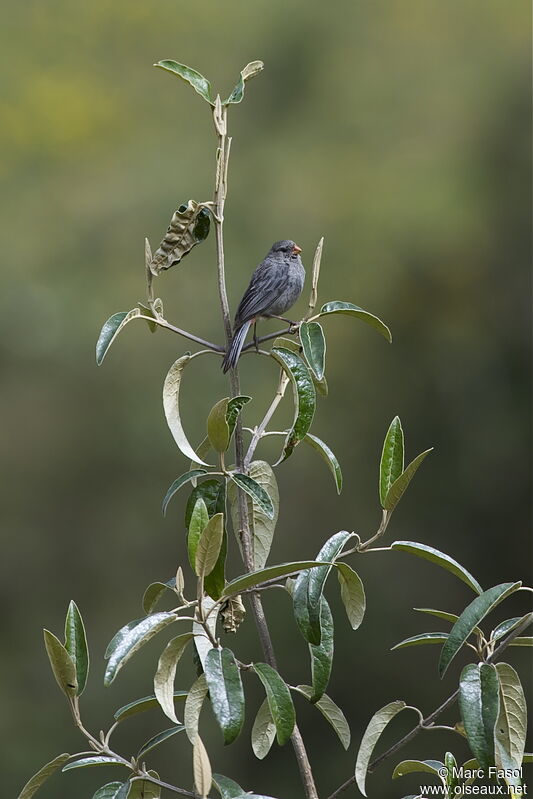 Plain-colored Seedeater male adult