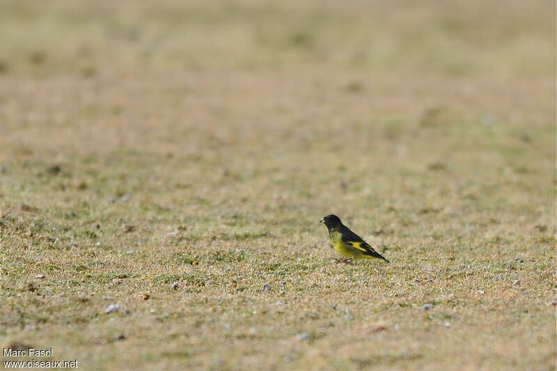 Yellow-rumped Siskinadult, identification