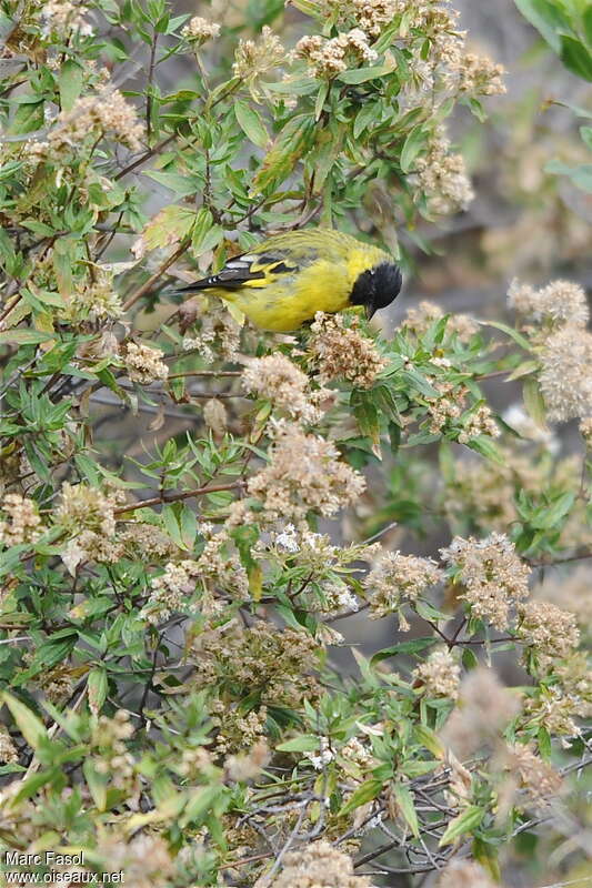 Hooded Siskin male adult, identification, feeding habits, eats