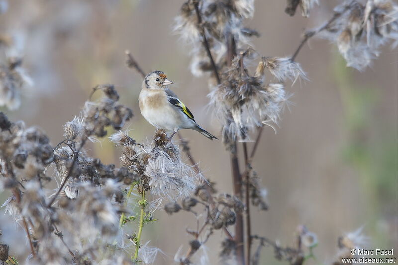 Chardonneret élégantimmature, identification, régime