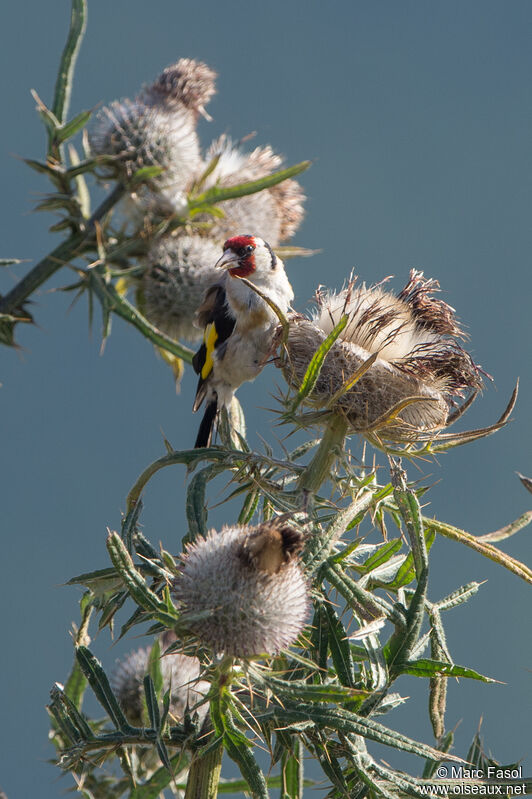 European Goldfinchadult, identification, feeding habits, eats