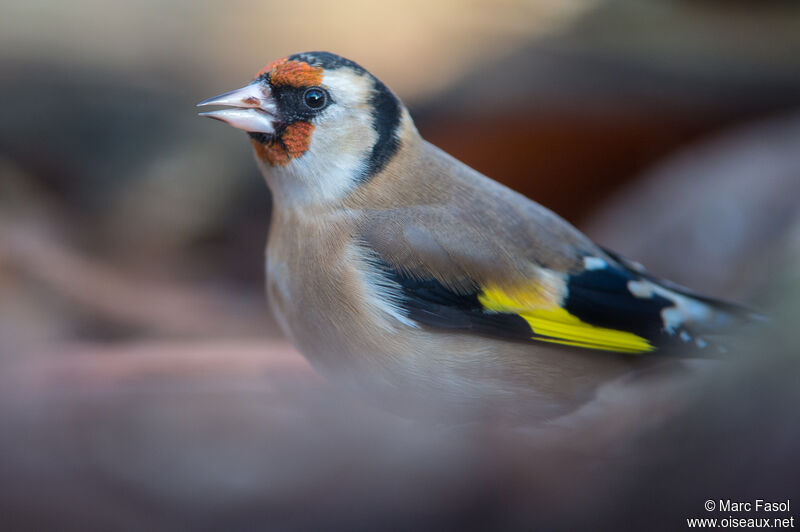 European Goldfinchadult, close-up portrait, drinks