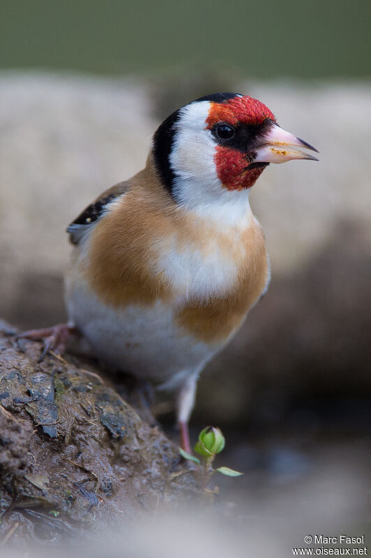 European Goldfinchadult, identification, drinks