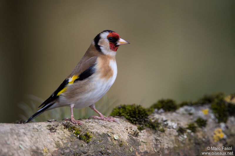 European Goldfinchadult, identification