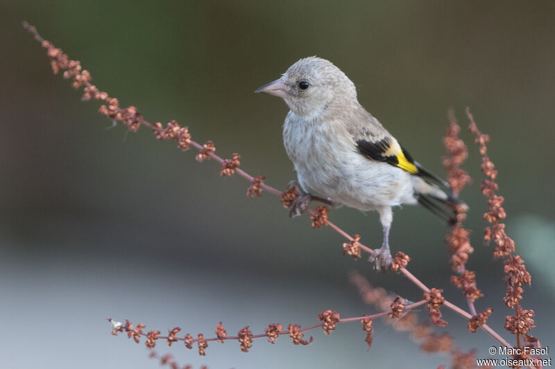 European Goldfinchjuvenile, identification