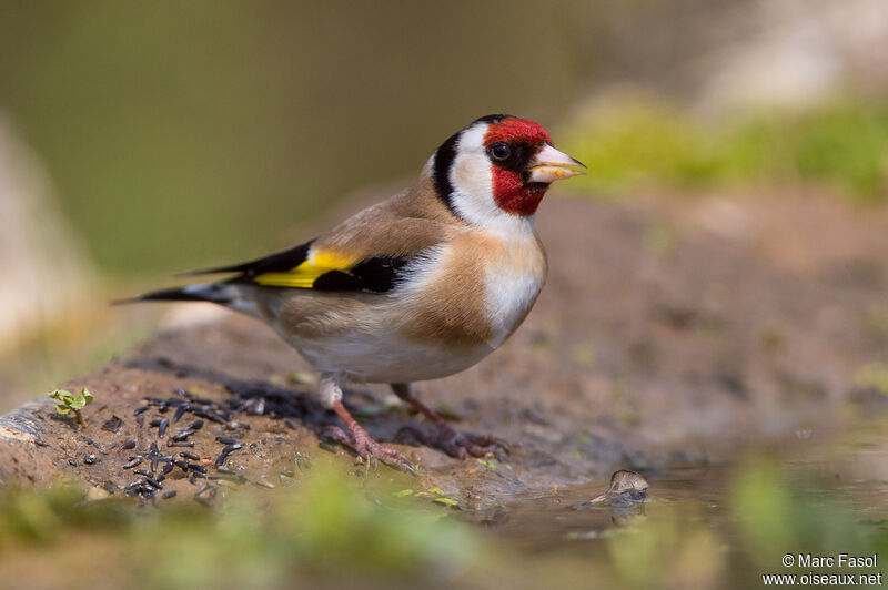 European Goldfinchadult, identification, drinks