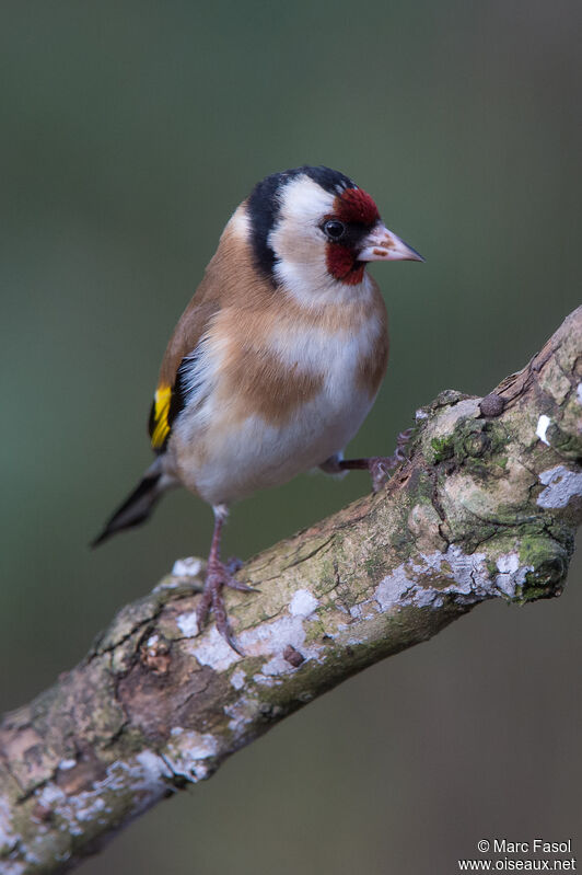 European Goldfinchadult, identification