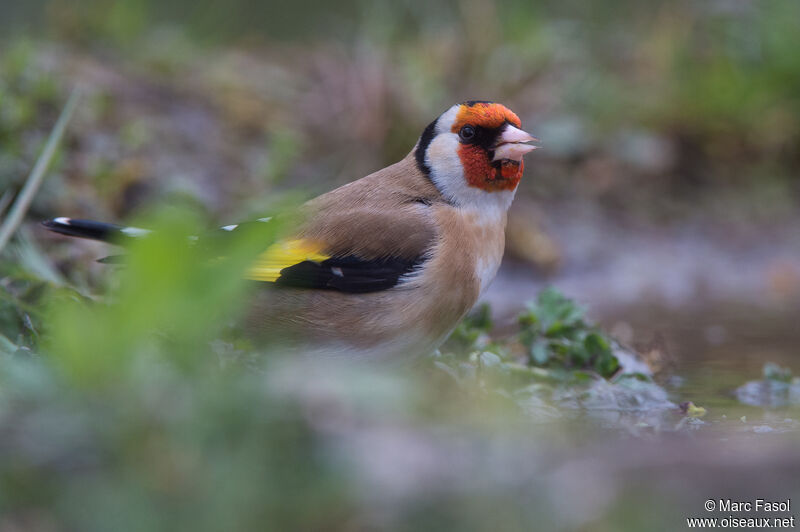 European Goldfinchadult breeding, identification, drinks