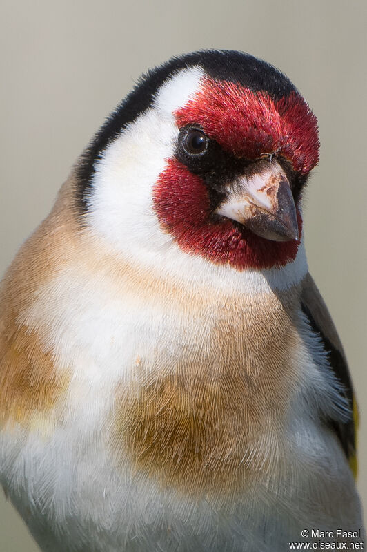 European Goldfinchadult breeding, close-up portrait