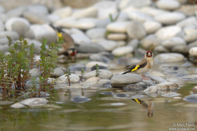 European Goldfinchadult breeding, identification