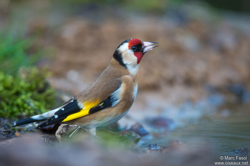 European Goldfinchadult breeding, identification, drinks