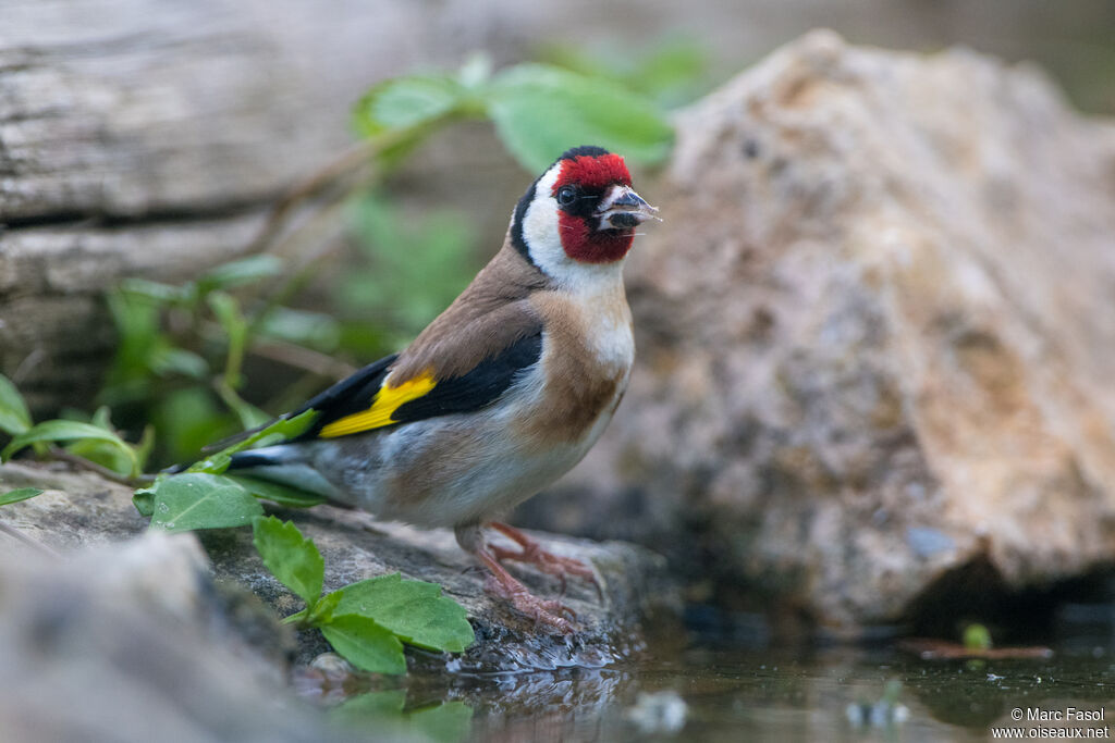 Chardonneret élégant