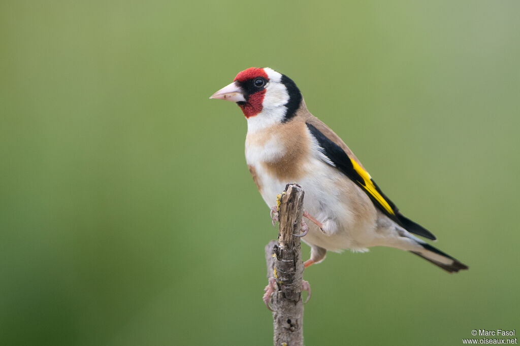 Chardonneret élégant