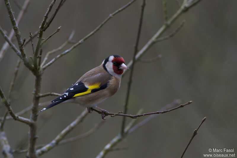 European Goldfinchadult breeding, identification