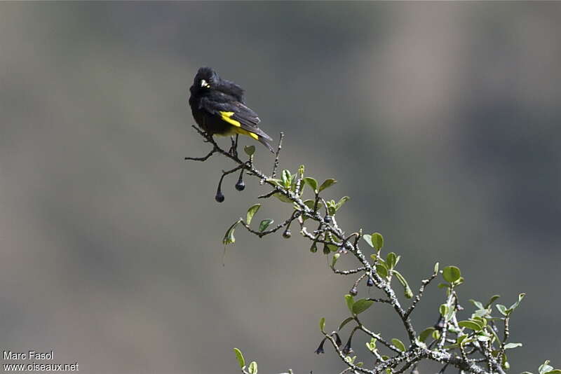 Black Siskin male adult, close-up portrait, Behaviour