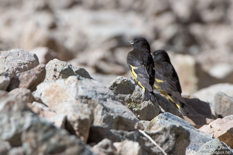 Black Siskinadult, identification