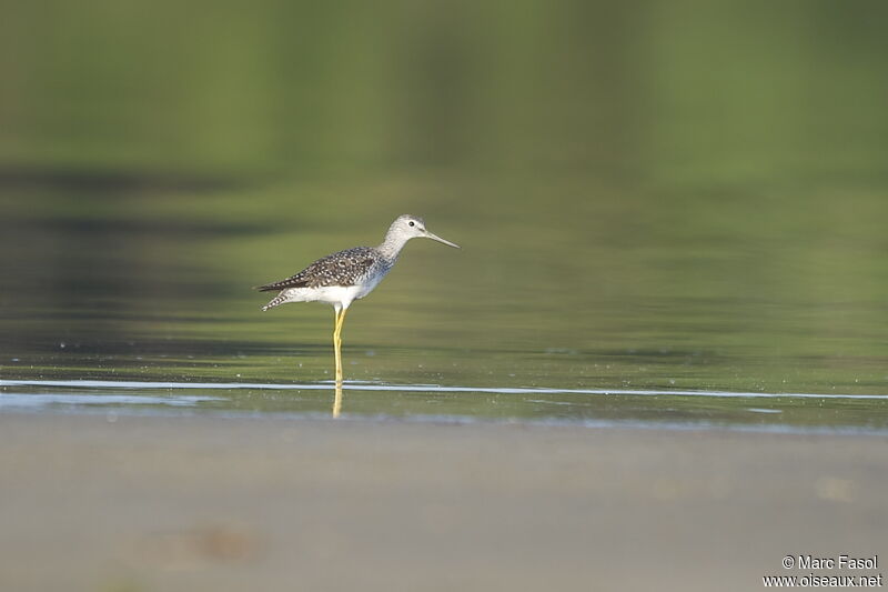 Lesser Yellowlegsadult breeding, identification