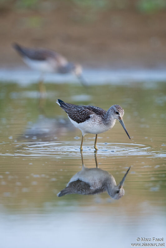 Common Greenshank, identification