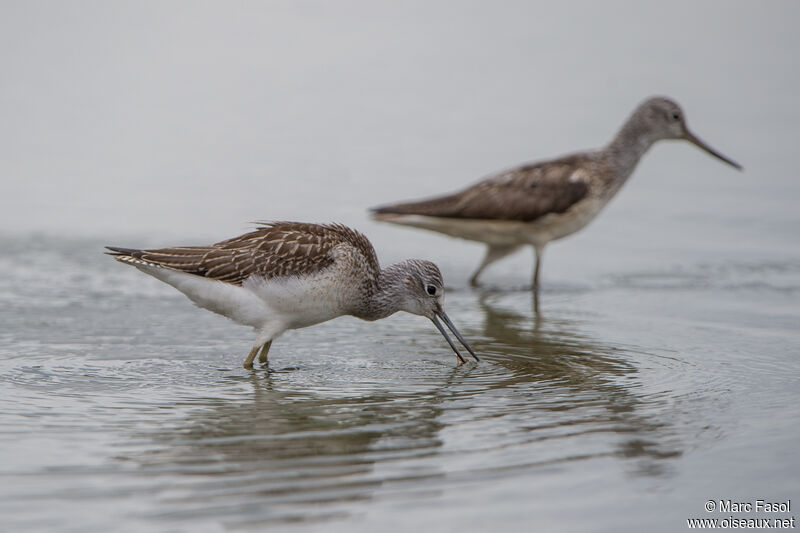 Common Greenshank, fishing/hunting