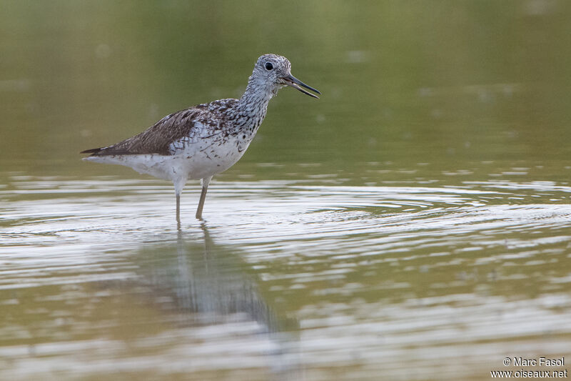 Chevalier aboyeuradulte internuptial, identification, mange