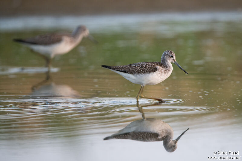 Common Greenshank, identification, walking