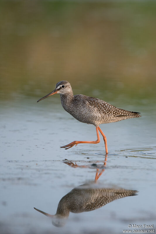 Spotted Redshank, identification, walking