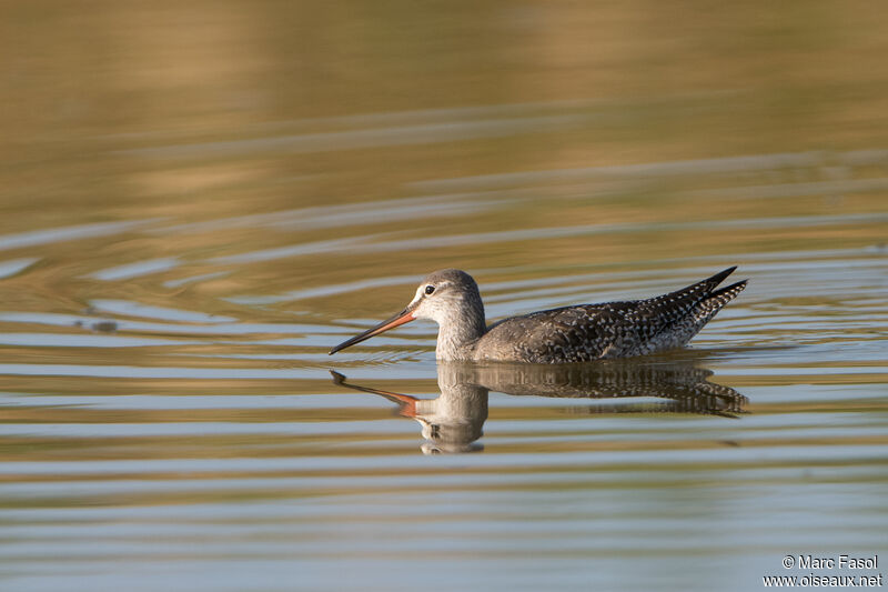 Spotted Redshank, identification, swimming