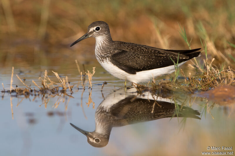 Green Sandpiperadult, identification