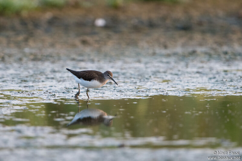 Green Sandpiperadult, walking