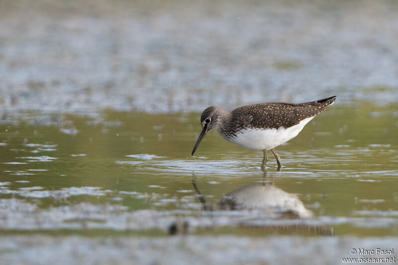 Green Sandpiperadult, walking