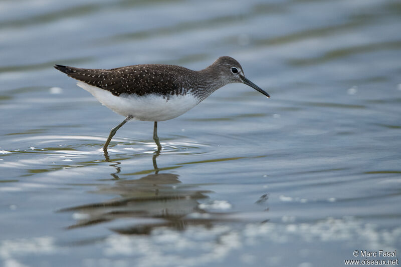 Green Sandpiperadult, identification