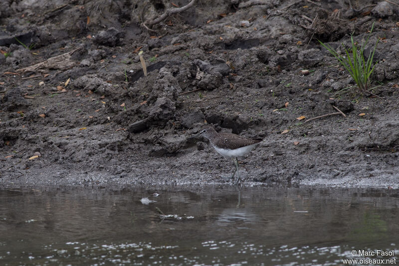 Green Sandpiperadult breeding, identification, Behaviour