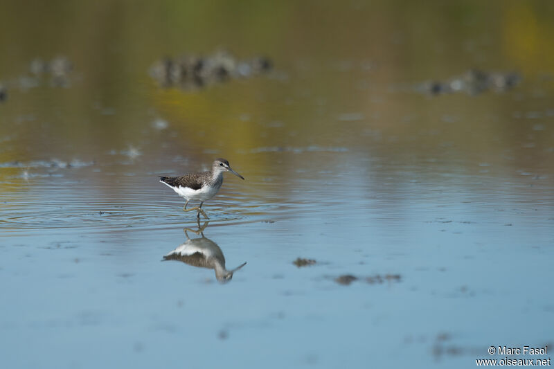 Green Sandpiperadult post breeding, identification, Behaviour