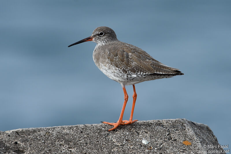 Common Redshankadult, identification