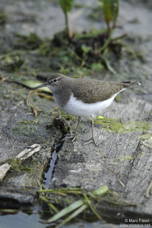 Chevalier guignetteadulte, identification