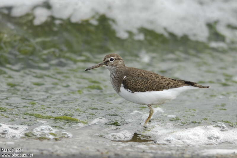 Common Sandpiperadult breeding, identification