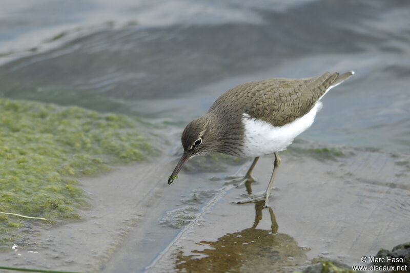 Common Sandpiperadult, identification