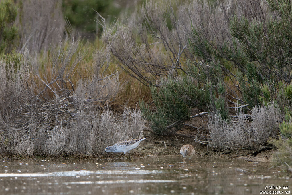 Chevalier stagnatileadulte, identification, pêche/chasse