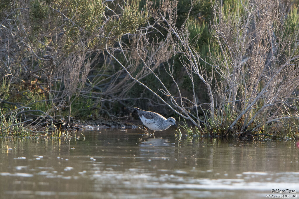 Chevalier stagnatileadulte, identification, pêche/chasse
