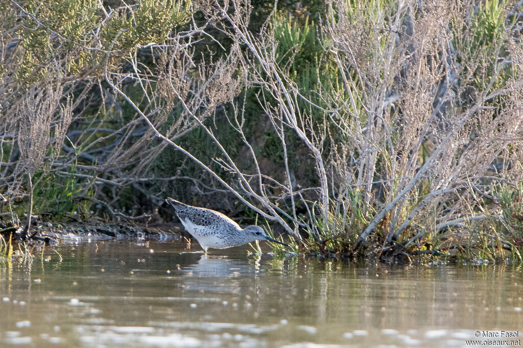 Chevalier stagnatileadulte, identification, pêche/chasse