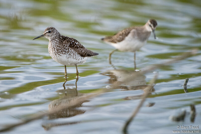 Wood Sandpiperadult