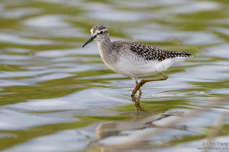 Wood Sandpiperadult post breeding, identification, walking