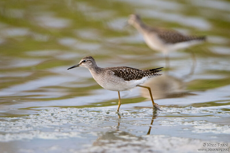 Wood Sandpiper, walking