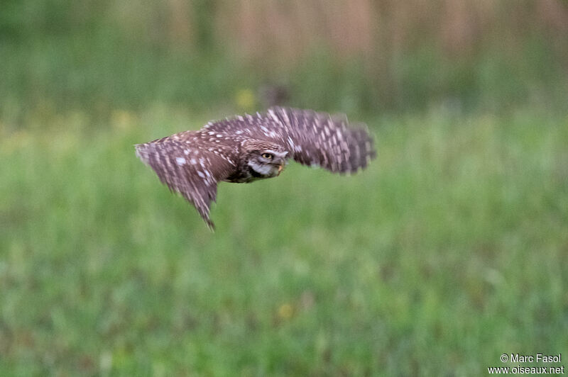 Little Owladult, Flight