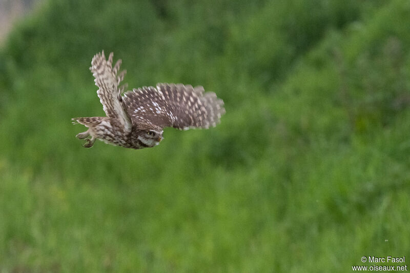 Little Owladult, Flight