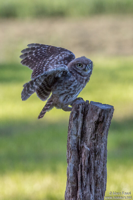 Little Owljuvenile