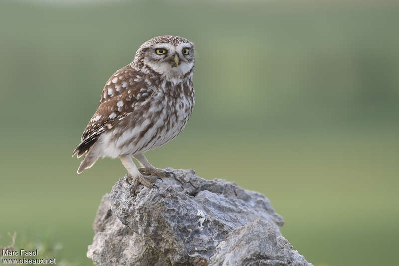 Chevêche d'Athénaadulte, identification