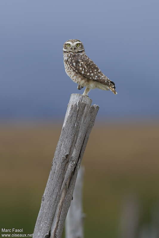 Burrowing Owladult, identification